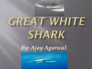 Great white shark