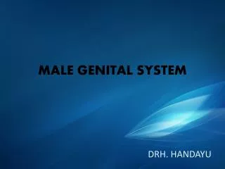 male genital system