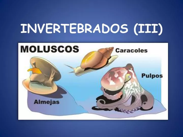 invertebrados iii