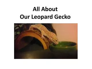 All About Our Leopard Gecko