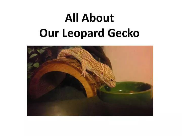all about our leopard gecko