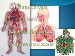 biopsicolog a tema aparato circulatorio sistema circulatorio