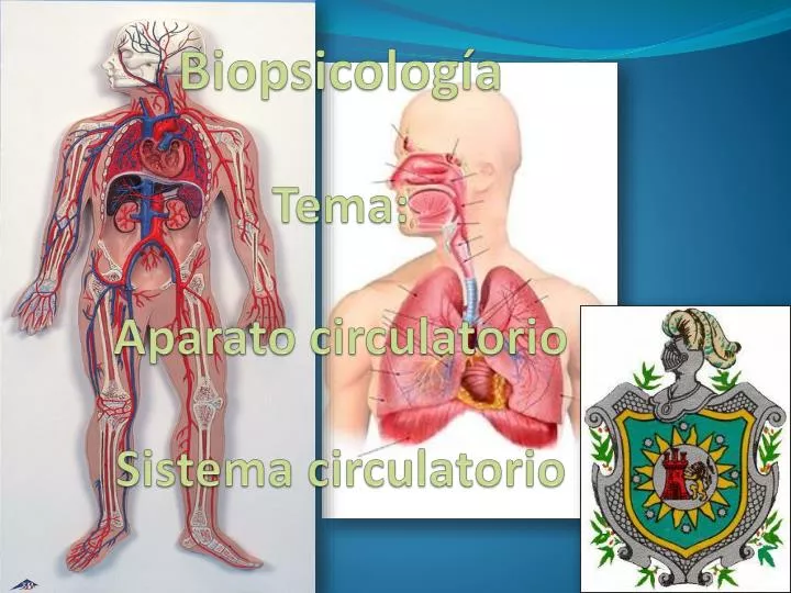 biopsicolog a tema aparato circulatorio sistema circulatorio