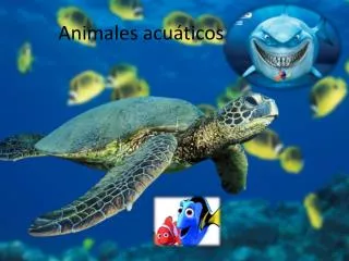 animales acu ticos