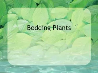 Bedding Plants