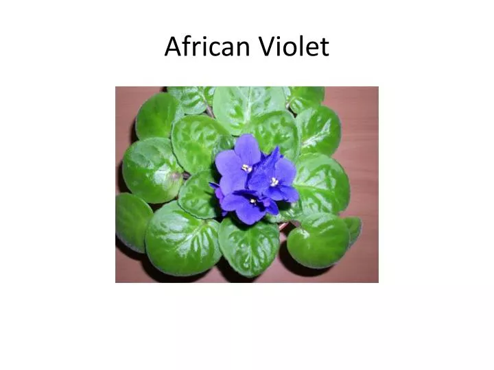 african violet