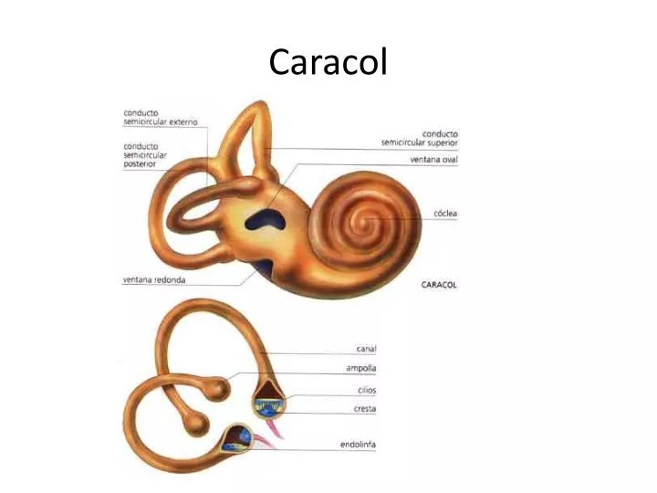 caracol