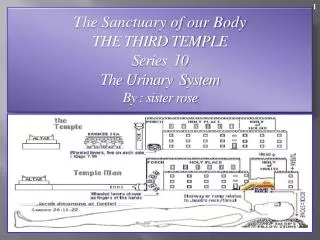 The Sanctuary of our Body THE THIRD TEMPLE Series 10 The Urinary System By : sister rose