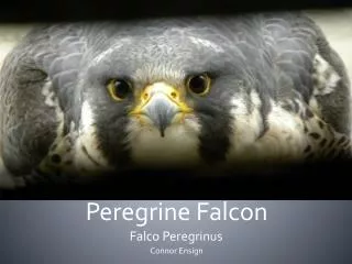 Peregrine Falcon