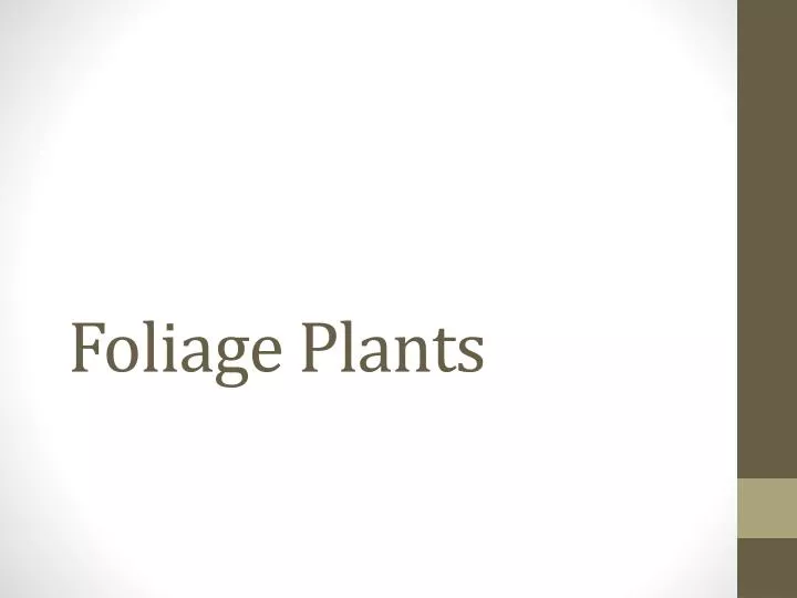 foliage plants