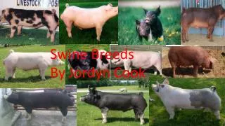 Swine Breeds By Jordyn Cook