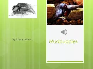 Mudpuppies