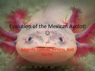 Evolution of the Mexican Axolotl ?