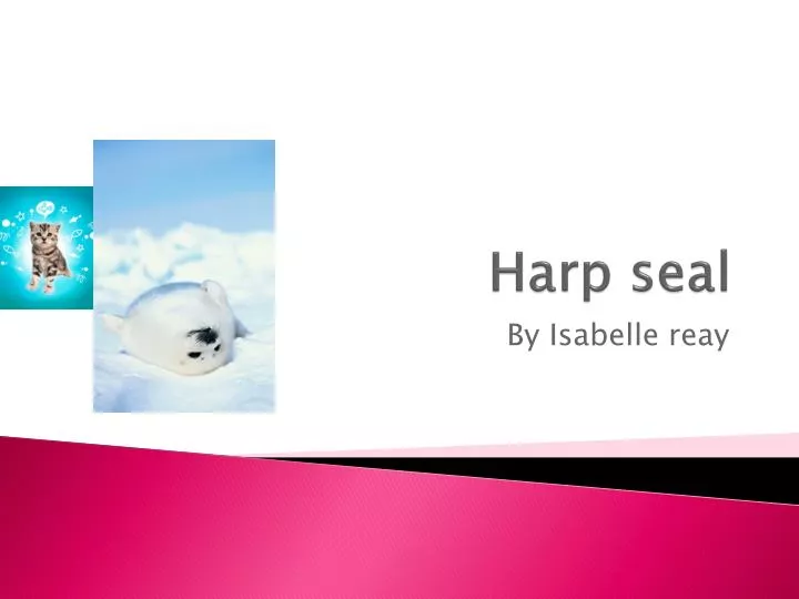 harp seal
