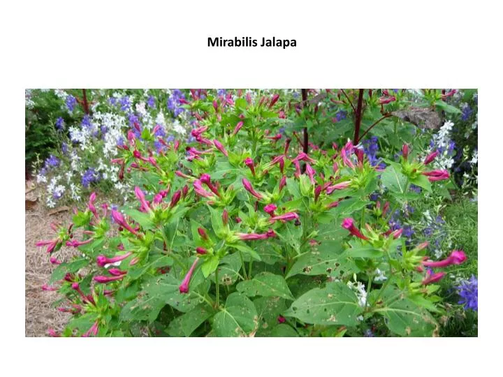 mirabilis jalapa