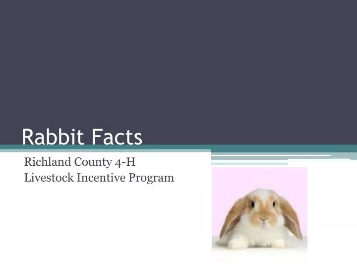 rabbit facts