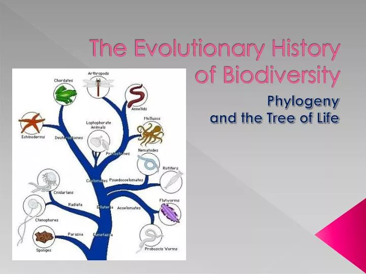 the evolutionary history of biodiversity