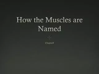 How the Muscles are Named
