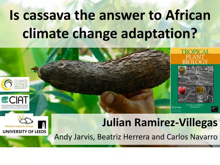 is cassava the answer to african climate change adaptation