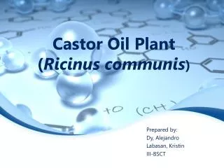 Castor Oil Plant ( Ricinus communis )