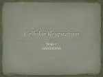 Cellular Respiration - slide 1