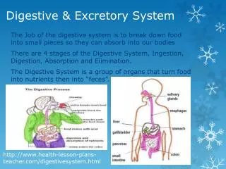 Digestive &amp; Excretory System