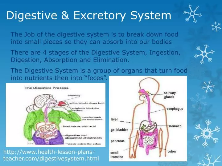 digestive excretory system