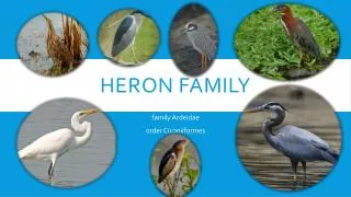 Heron Family