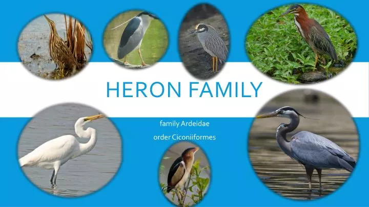heron family