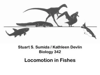 Stuart S. Sumida / Kathleen Devlin Biology 342 Locomotion in Fishes