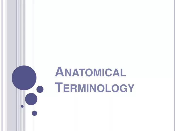 anatomical terminology