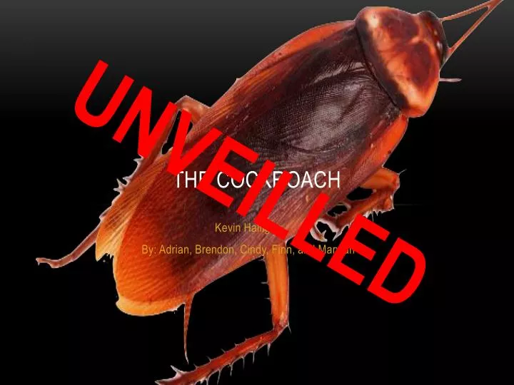 the cockroach