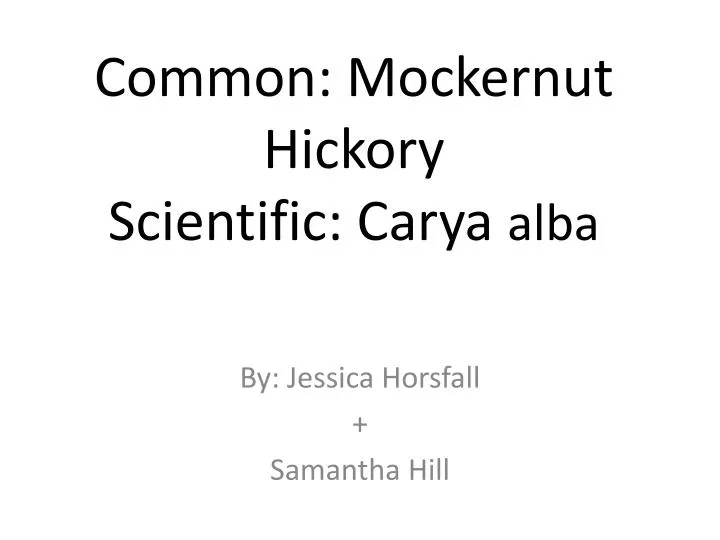 common mockernut hickory scientific carya a lba