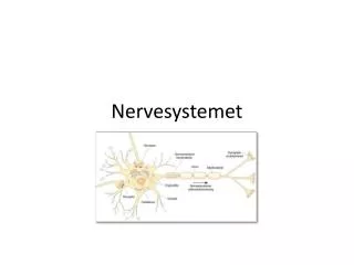 nervesystemet