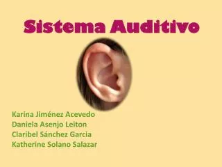 sistema auditivo