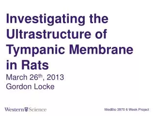 Investigating the Ultrastructure of Tympanic Membrane in Rats March 26 th , 2013 Gordon Locke