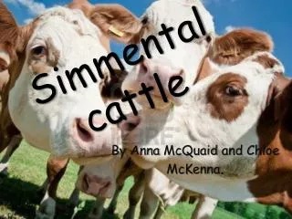 S immental cattle
