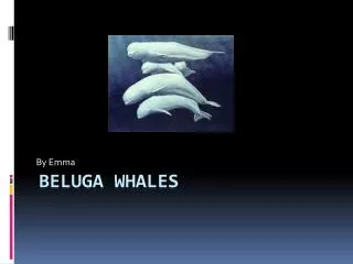 Beluga Whales