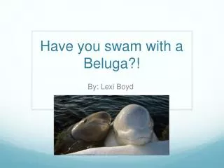 Have you swam with a Beluga?!