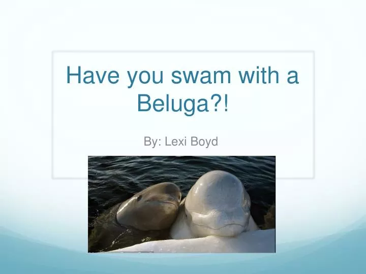 have you swam with a beluga