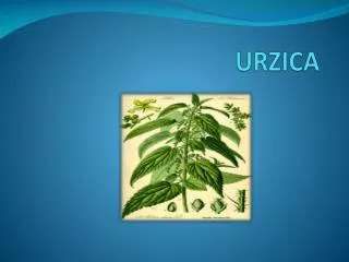 urzica