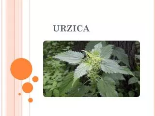 urzica