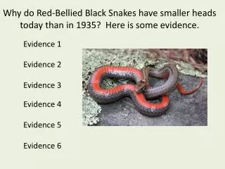 Why do Red-Bellied Black Snakes have smaller heads today than in 1935? Here is some evidence.