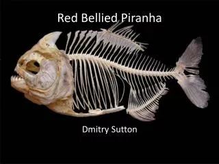 Red Bellied Piranha