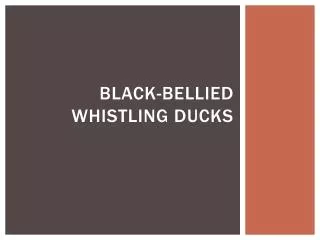 Black-bellied Whistling Ducks