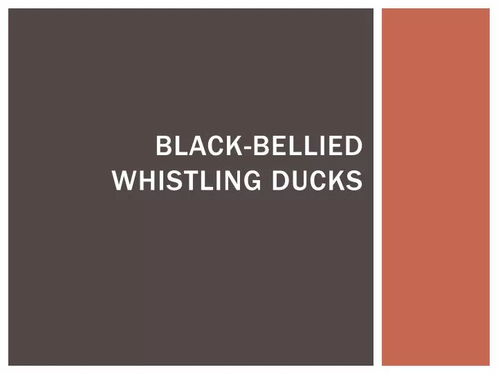 black bellied whistling ducks