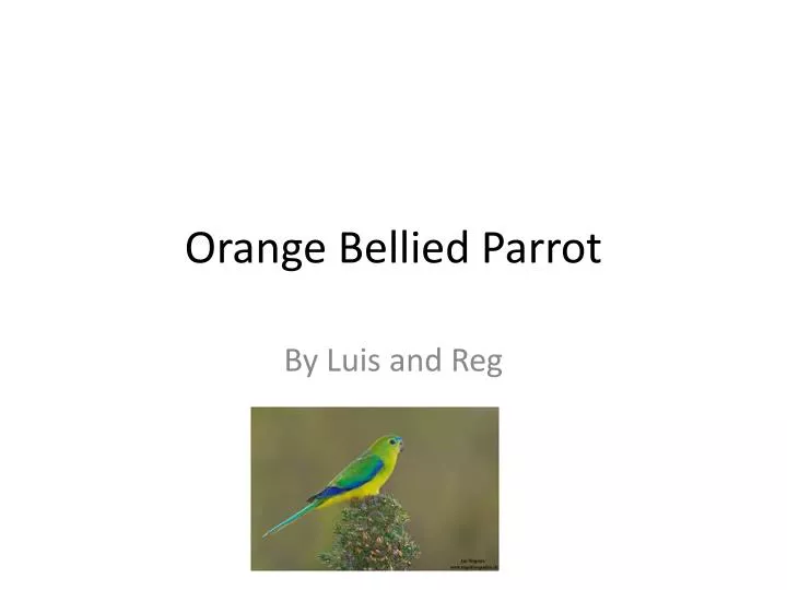 orange bellied parrot