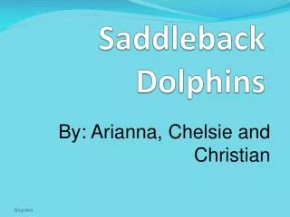 Saddleback Dolphins