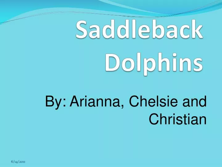 saddleback dolphins