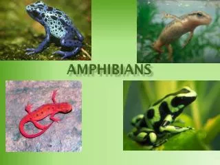 Amphibians